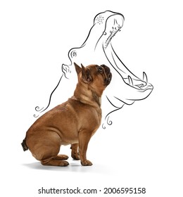 One Little Cute French Bulldog With Drawn Hippopotamus Head Sitting And Looking Upwards Isolated On White Studio Background. Huge And Small. Back View.