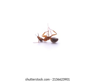One little dead ant isolated on a white background.