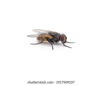 One little fly isolated on a white background.