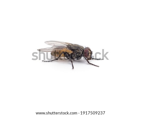 One little fly isolated on a white background.