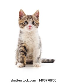 One Little Kitten Isolated On A White Background.