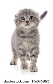 One little kitten isolated on a white background. - Shutterstock ID 1760766896