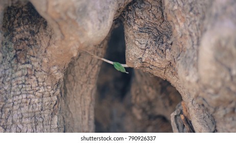 One Little Leaf