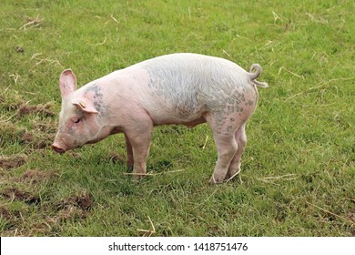 One little pig with curly tail on field.