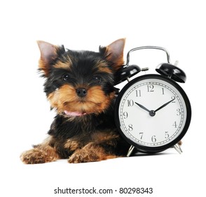One little Yorkshire Terrier (3 month) puppy dog with alarm clock isolated over white background