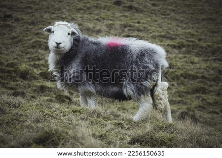 One lone Herdwick sheep looking at the camera in the Lake District National Park in England, whilst standing on mountain slopes. Taken on a moody day. 