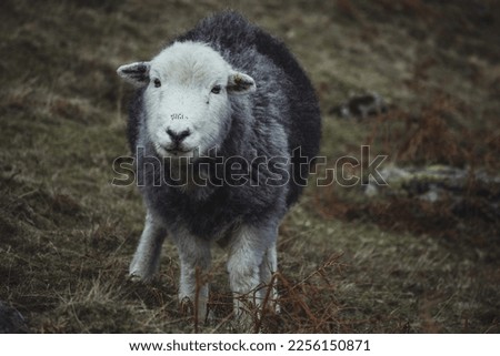One lone Herdwick sheep looking at the camera in the Lake District National Park in England, whilst standing on mountain slopes. Taken on a moody day. 