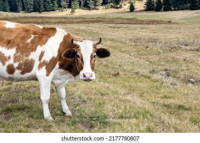 One Lonely Cow Eats Grass Nearby The Cold Country Hills With Green Coloured Backyard Walking Alone With No People Near A Farmhouse And Looking For The Freshest Grass. High Quality Photo Of Nature .