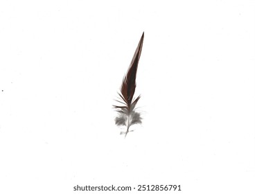 One lonely feather in the emptyness