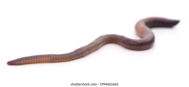 One Long Earthworm Isolated On A White Background.