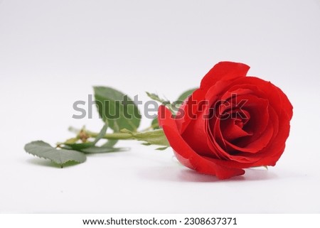 One long stem red rose 