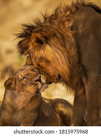 male and female lion pictures