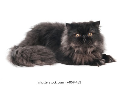 1,683 Black persian cat yellow eyes Images, Stock Photos & Vectors ...