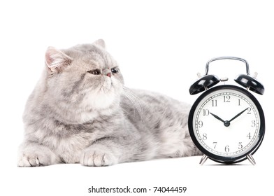 One Lying Grey Exotic Shorthair Kitten Cat Isolated On White With Clock