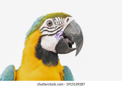 One macaw parrot isolated on white background