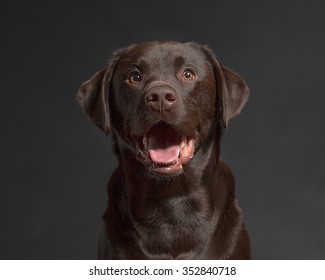 One Male Chocolate Labrador Retriever Dog Portrait Black Background