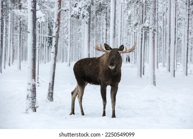 One male elk with big horns standing in snowy forest