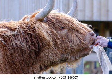 One male hand extends a carrot to a cow, highland cattle. The cow have long fur and large horns. Close up portrait.