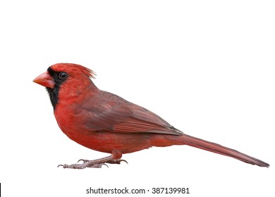 7,458 Cardinal Isolated Stock Photos, Images & Photography 