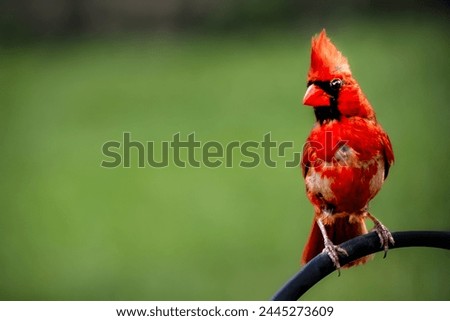 One male red northern cardinal songbird perched on iron rail