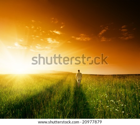 Image, Stock Photo Orange Flower Environment