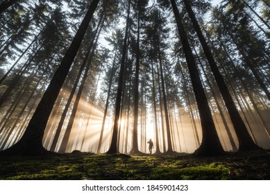 One Man On His Way In A Sunrises On The Forest.