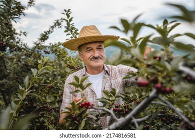 One Man Senior Caucasian Male Farmer In The Cherry Orchard Picking Harvest Ripe Organic Fruit In Summer Day Wear Straw Hat Real People Authentic Agricultural Farming Process Copy Space