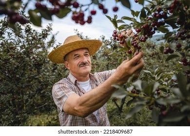 One Man Senior Caucasian Male Farmer In The Cherry Orchard Picking Harvest Ripe Organic Fruit In Summer Day Wear Straw Hat Real People Authentic Agricultural Farming Process Copy Space