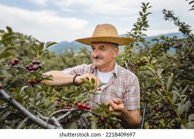 One Man Senior Caucasian Male Farmer In The Cherry Orchard Picking Harvest Ripe Organic Fruit In Summer Day Wear Straw Hat Real People Authentic Agricultural Farming Process Copy Space