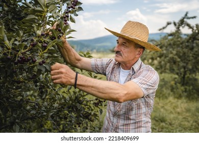 One Man Senior Caucasian Male Farmer In The Cherry Orchard Picking Harvest Ripe Organic Fruit In Summer Day Wear Straw Hat Real People Authentic Agricultural Farming Process Copy Space