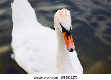 One Of The Many Beautiful Swans That Swim In The River Across From Princess Diana’s Memorial.