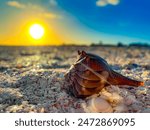 One of the many spectacular shells along Sanibel Island