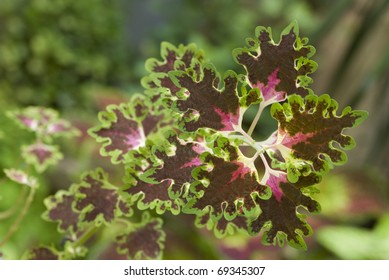 One of many of the varieties of a Coleus plant, also known as Solenostemon Scutellarioides or Inky Fingers, with leaves colored in electric lime green, pink and dark purple 