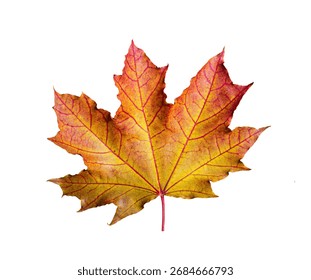 One maple leaf, closeup object. Isolated on white background. Autumn concept