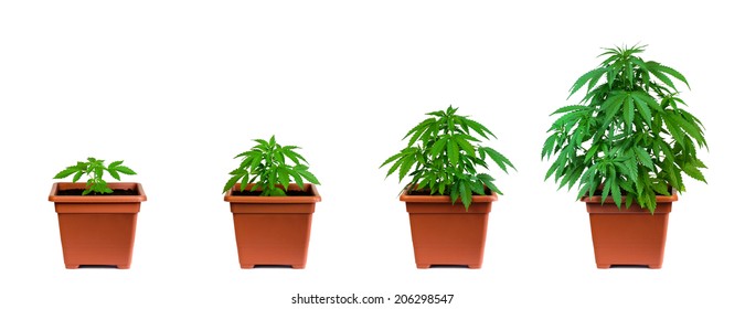 One Marijuana Plant In Four Growing Phases