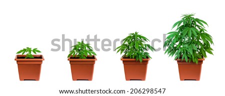 one-marijuana-plant-four-growing-450w-206298547.jpg