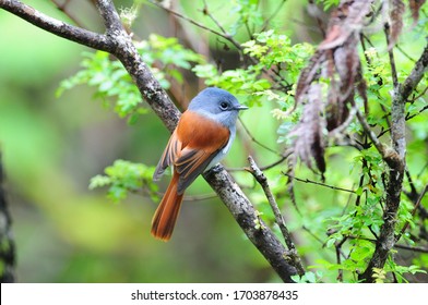 One Mascarene Paradise Flycatcher Perched On A Branch.