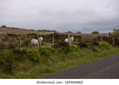 One May early morning two white horses come down from a sloping pasture on Slievenaglogh to view an interloper taking photographs.  Slievenaglogh Townland, County Louth, Ireland.