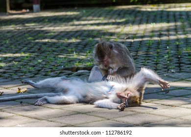 One monkey helps to get rid of fleas to another, Bali, Indonesia