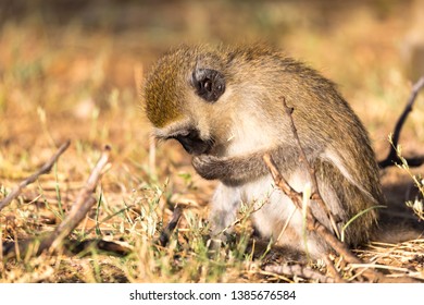 One monkey is looking for something in the grass