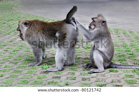 One monkey searching fleas from another monkey
