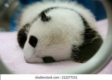 Panda Newborn Images Stock Photos Vectors Shutterstock