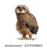 One month Eurasian Eagle-Owl chick, Bubo bubo, looking at the camera, isolated on white
