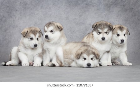 14,605 Alaskan malamute puppy Images, Stock Photos & Vectors | Shutterstock