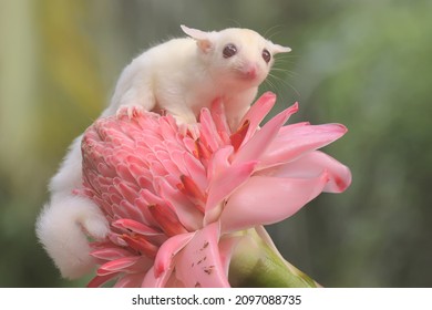 A one month old albino sugar glider baby on a wild flower. This marsupial mammal has the scientific name Petaurus breviceps. 