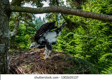 One Month Old Chick Of Bird Of Prey Golden Eagle Defecate From Tree Nest In Dense Pine Forest Of Northern Slovakia 