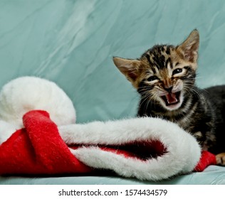 One month old talkative Bengal cat kitten with red  Christmas elf hat