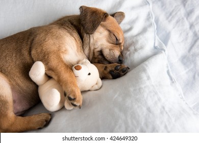 One Month  Old Terrier Mix Puppy Sleeping in Bed with Favorite Toy