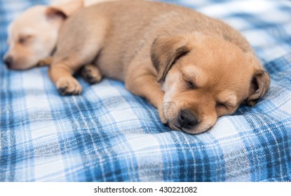 One Month Old Terrier Mix Puppy Sleeping In Blue Plaid Dog Bed 