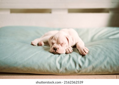 One Month Old White Boxer Puppy Sleeping On A Big Bed